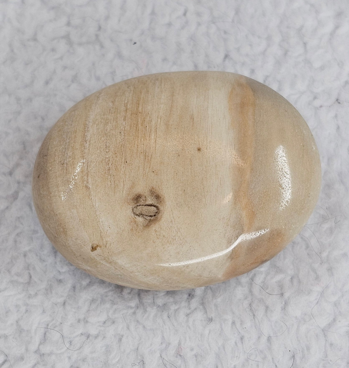 Petrified Wood Palm Stone