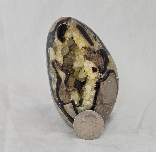 Septarian Free Forms